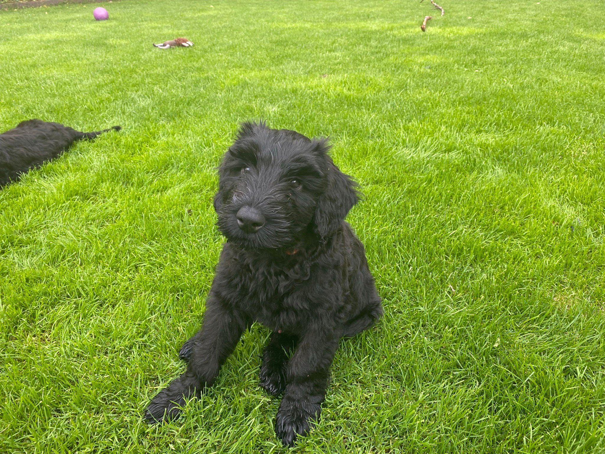 Giant Schnauzer Breeders Connecticut 2024 Callie Gertrud